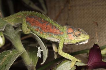 Chamäleons kaufen und verkaufen Foto: Bradypodion pumilum (südafrikanisches Zwerg Chamäleon)