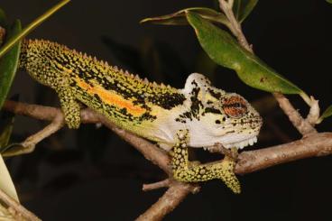 Chamäleons kaufen und verkaufen Foto: Bradypodion thamnobates (südafrikanisches Zwerg Chamäleon)