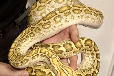 Pythons kaufen und verkaufen Foto: 1.0 50% dwarf hypo burmese python (2018)