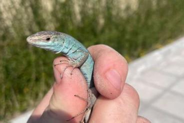Lizards kaufen und verkaufen Photo: podarcis siculus adults ! 