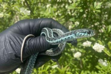 Snakes kaufen und verkaufen Photo: Thamnophis Radix normal, Anery og Thamnophis Sirtalis Similis Snakes kaufen und verkaufen Photo: Thamnophis Radix normal, Anery og Thamnophis Sirtalis Similis