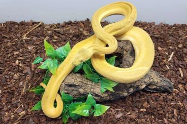 Pythons kaufen und verkaufen Foto: Granite Super Zebra's pos Jaguar Pythons kaufen und verkaufen Foto: Granite Super Zebra's pos Jaguar