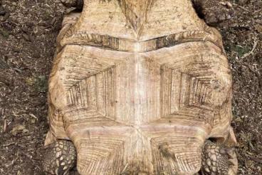 Landschildkröten kaufen und verkaufen Foto: Pair of Geochelone sulcata