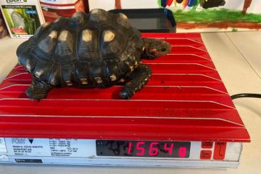 Tortoises kaufen und verkaufen Photo: 3.7.1 Geochelone carbonaria for sale Sold