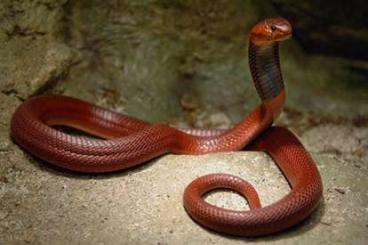 Giftschlangen kaufen und verkaufen Foto: Elapids, Bitis, venomous, Cobras