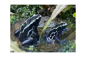 frogs kaufen und verkaufen Photo: Biete Tinctorius Cayenne juveniles