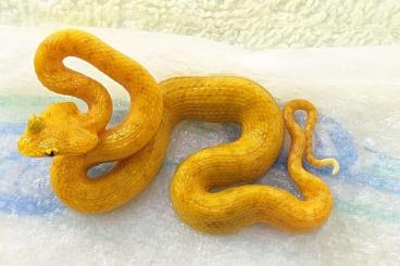 Venomous snakes kaufen und verkaufen Photo: Bothriechis nigroadsperus (Schlegelii)