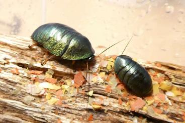 Insekten kaufen und verkaufen Foto: Pseudoglomeris magnifica/ Eucorydia yasumatsui 