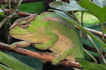 Chamäleons kaufen und verkaufen Foto: Trioceros perreti CB............ Chamäleons kaufen und verkaufen Foto: Trioceros perreti CB............