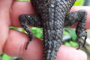 Echsen kaufen und verkaufen Foto: Trioceros wiedersheimi petteri und Sceloporus minor Echsen kaufen und verkaufen Foto: Trioceros wiedersheimi petteri und Sceloporus minor