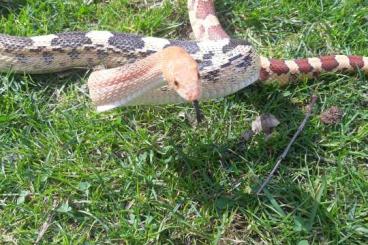 Schlangen kaufen und verkaufen Foto: Pituophis deppei jani subadult Schlangen kaufen und verkaufen Foto: Pituophis deppei jani subadult
