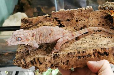Geckos kaufen und verkaufen Foto: Rhacodactylus auriculatus Rote Gruppe
