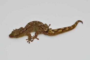 Geckos kaufen und verkaufen Photo: Für Geckotagung Pfingsten Geckos kaufen und verkaufen Photo: Für Geckotagung Pfingsten
