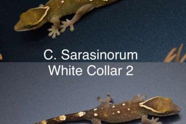 Geckos kaufen und verkaufen Photo: Für Geckotagung Pfingsten Geckos kaufen und verkaufen Photo: Für Geckotagung Pfingsten