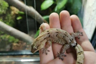 Geckos kaufen und verkaufen Photo: Biete für die Geckotagung: Geckos kaufen und verkaufen Photo: Biete für die Geckotagung: