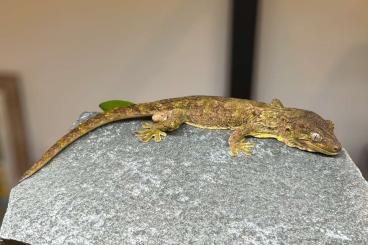 Geckos kaufen und verkaufen Foto: Mniarogekko jalu Riviéré Nehoué Geckos kaufen und verkaufen Foto: Mniarogekko jalu Riviéré Nehoué