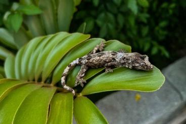 Geckos kaufen und verkaufen Photo: Flechtengecko Mniarogekko chahoua Pine Island Geckos kaufen und verkaufen Photo: Flechtengecko Mniarogekko chahoua Pine Island