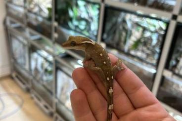 Geckos kaufen und verkaufen Foto: Correlophus Sarasinorum White collar Geckos kaufen und verkaufen Foto: Correlophus Sarasinorum White collar
