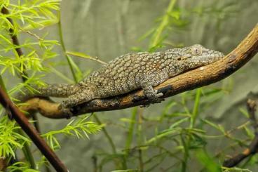 Geckos kaufen und verkaufen Photo: Eurydactylodes occidentalis Geckos kaufen und verkaufen Photo: Eurydactylodes occidentalis