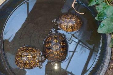Sumpfschildkröten kaufen und verkaufen Foto: 3 x terrapene Carolina Carolina Sumpfschildkröten kaufen und verkaufen Foto: 3 x terrapene Carolina Carolina