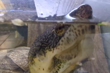 Sumpfschildkröten kaufen und verkaufen Foto: Schildkröten  turtles for sale