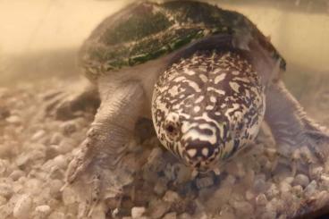 Turtles kaufen und verkaufen Photo: Schildkröten  turtles for sale