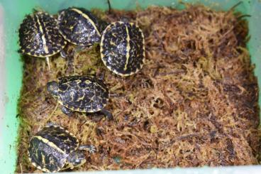 Sumpfschildkröten kaufen und verkaufen Foto: Terrapene carolina bauri NZ 2024