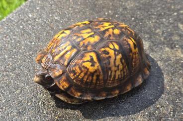 Schildkröten  kaufen und verkaufen Foto: Tausche Terrapene carolina carolina 1.0