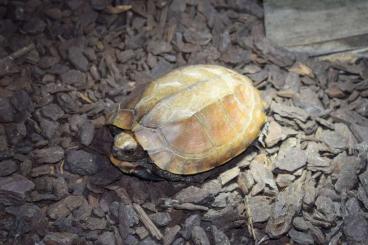 Schildkröten  kaufen und verkaufen Foto: 1,1 Cuora m. mouhotii adult
