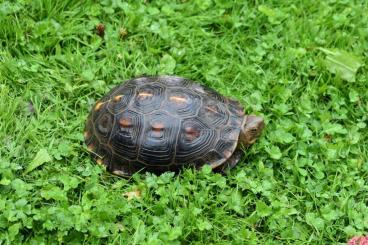 Schildkröten  kaufen und verkaufen Foto: Cuora flavomarginata -  Gelbrand-Scharnierschildkröte 0.1