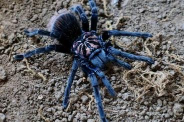 Spinnen und Skorpione kaufen und verkaufen Foto: Xenesthis intermedia/ sp white