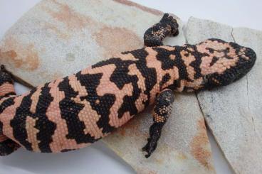 Echsen kaufen und verkaufen Foto: Heloderma suspectum, Egernia depressa, Varanus gilleni Echsen kaufen und verkaufen Foto: Heloderma suspectum, Egernia depressa, Varanus gilleni