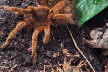 Spinnen und Skorpione kaufen und verkaufen Foto: Biete 0.1 Urupelma sp Mishana adult Spinnen und Skorpione kaufen und verkaufen Foto: Biete 0.1 Urupelma sp Mishana adult