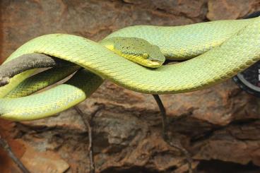 Venomous snakes kaufen und verkaufen Photo: Crotalus & Trimeresurus for Houten