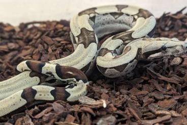 Schlangen kaufen und verkaufen Foto: Boa constrictor constrictor Brazil 