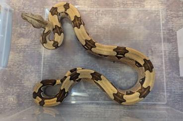 Boas kaufen und verkaufen Foto: Boa constrictor constrictor Brazil 