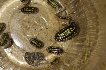 other Arthropoda kaufen und verkaufen Photo: Isopoden and Milipede for Houten and Hamm