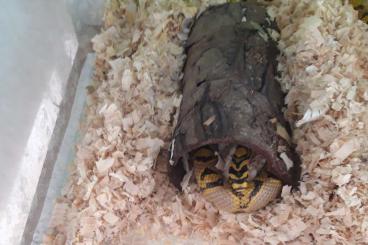 Schlangen kaufen und verkaufen Foto: Euprepiophis mandarinus - Vietnam
