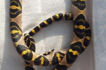 Snakes kaufen und verkaufen Photo: Euprepiophis mandarinus - China