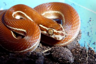 Snakes kaufen und verkaufen Photo: Female - 01/22 Boaedon linetaus + NZ 07/23