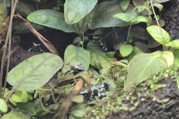 Pfeilgiftfrösche kaufen und verkaufen Photo: Biete Auratus Birkhahn Nachzuchten Pfeilgiftfrösche kaufen und verkaufen Photo: Biete Auratus Birkhahn Nachzuchten