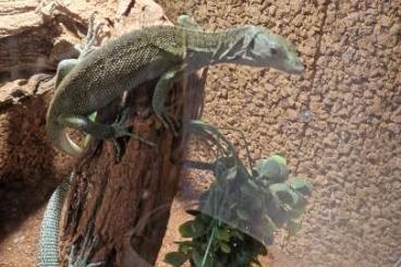 Echsen kaufen und verkaufen Photo: 1.1 varanus kordensi 0.1(2020)1.0(2014) Echsen kaufen und verkaufen Photo: 1.1 varanus kordensi 0.1(2020)1.0(2014)