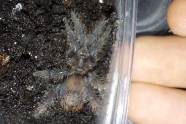 - bird spiders kaufen und verkaufen Photo: Phormictopus auratus (1,5-2cm+)