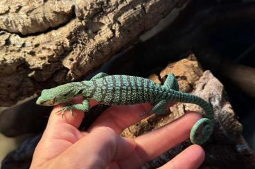 Schlangen kaufen und verkaufen Foto: Corallus annulatus, Varanus prasinus Schlangen kaufen und verkaufen Foto: Corallus annulatus, Varanus prasinus