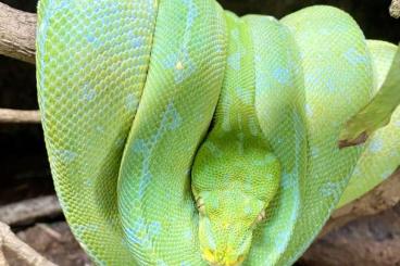 Schlangen kaufen und verkaufen Foto: Morelia viridis / nephrurus