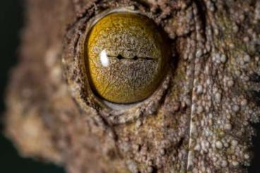 Lizards kaufen und verkaufen Photo: O.cataphractus, R.leachianus. U.sikorae 