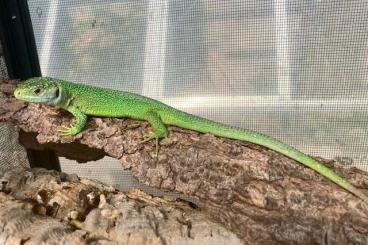 Lizards kaufen und verkaufen Photo: Echte Eidechsen eigene Nachzucht ab zu geben