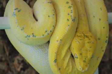 Schlangen kaufen und verkaufen Foto: Morelia viridis Sorong „HighYellow“