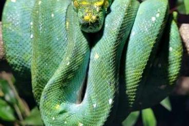 Pythons kaufen und verkaufen Foto: Morelia viridis biak cb23