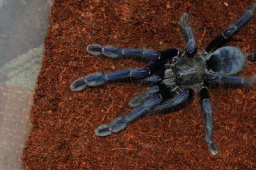 Spiders and Scorpions kaufen und verkaufen Photo: Wir lieben Avicularia und andere Vogespinnen...:)